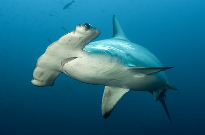 scalloped_hammerhead_sphyrna_lewini_simon_rogerson.jpg