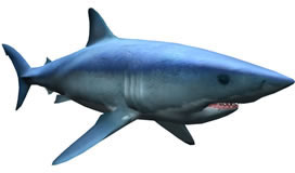 Protected_Shortfin_Mako_2.jpg