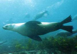 Australian_fur_seal.jpg